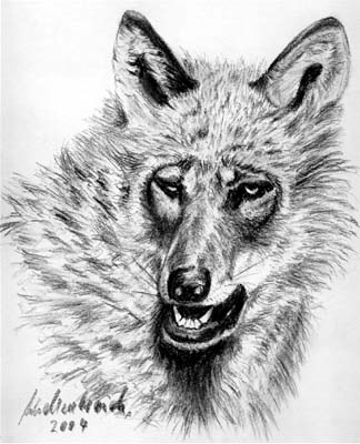 Wolfskopf